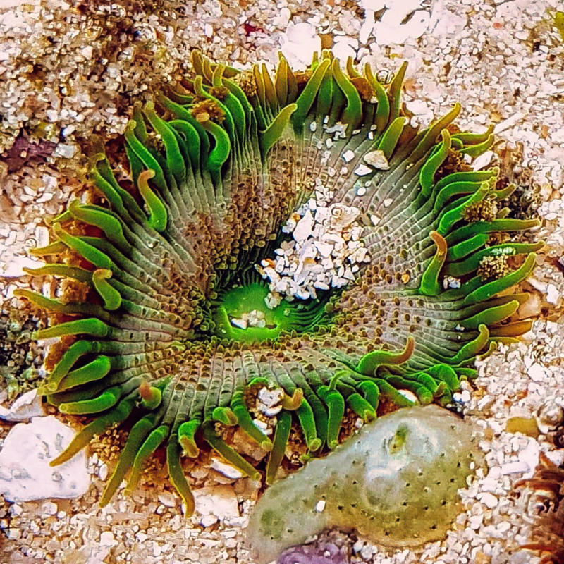 A sea anemone pictured from above.